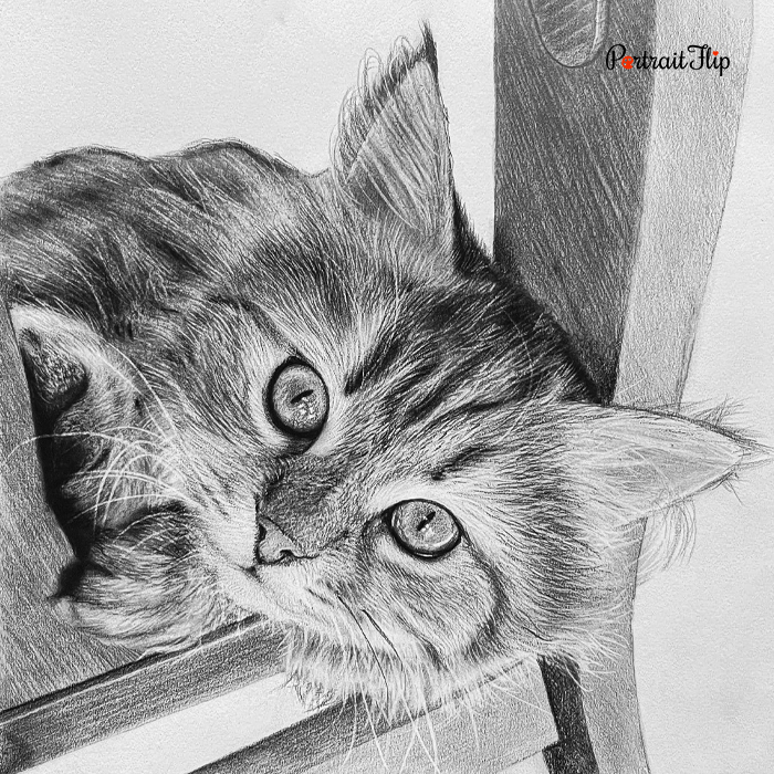 Tabby kitten pencil pet portrait drawn resting on a wooden chair